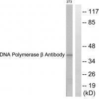 DNA Polymerase β Antibody