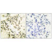 DNA-PK Antibody