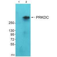 DNA-PK Antibody