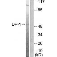 DP-1 Antibody