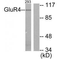 GluR4 Antibody