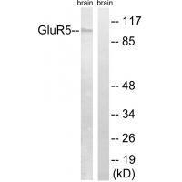GluR5 Antibody