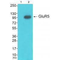GluR5 Antibody