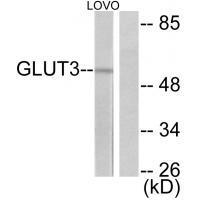 GLUT3 Antibody