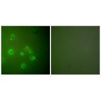 GRP78 Antibody
