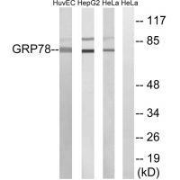 GRP78 Antibody