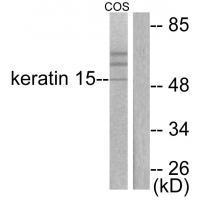 Keratin 15 Antibody