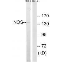 iNOS Antibody