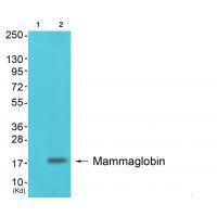 Mammaglobin Antibody