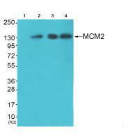 MCM2 Antibody