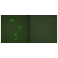 MCM5 Antibody