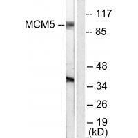 MCM5 Antibody