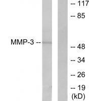 MMP-3 Antibody