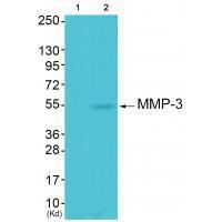 MMP-3 Antibody