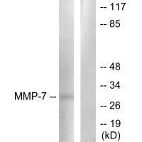 MMP-7 Antibody