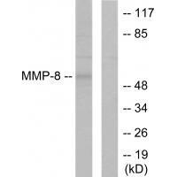 MMP-8 Antibody