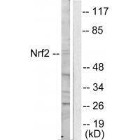 NRF2 Antibody
