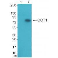 OCT1 Antibody