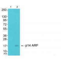 p14 ARF Antibody