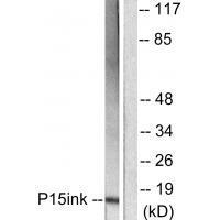 p15 INK Antibody