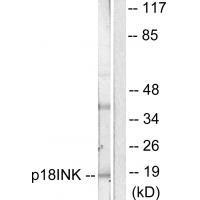 p18 INK Antibody