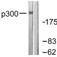 p300 Antibody