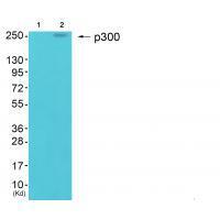p300 Antibody