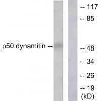 p50 Dynamitin Antibody