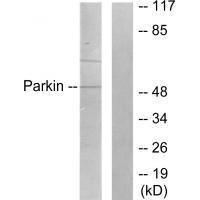 Parkin Antibody