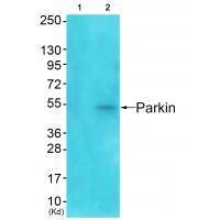 Parkin Antibody