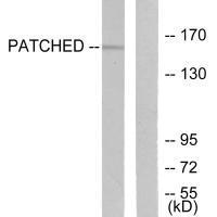 Patched Antibody