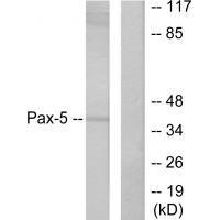 Pax-5 Antibody