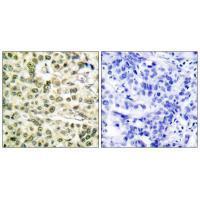 PCNA Antibody