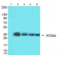 PCNA Antibody
