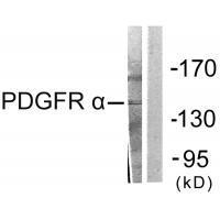 PDGFR α Antibody