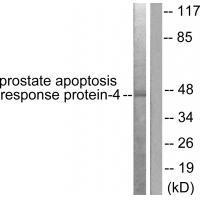 Prostate Apoptosis Response Protein-4 Antibody