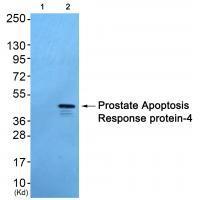Prostate Apoptosis Response Protein-4 Antibody