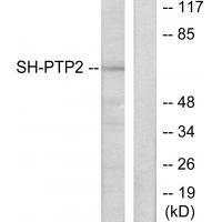 SH-PTP2 Antibody