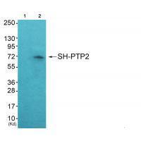 SH-PTP2 Antibody