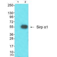 Sirp α1 Antibody