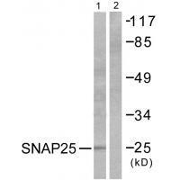 SNAP25 Antibody