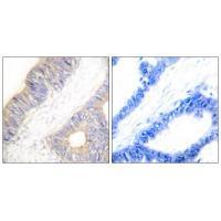 Stefin A Antibody