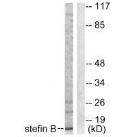 Stefin B Antibody 