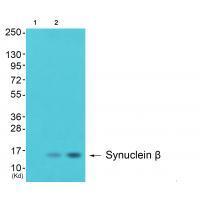 Synuclein β Antibody
