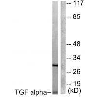 TGF alpha Antibody