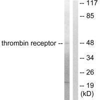 Thrombin Receptor Antibody