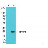 TIMP1 Antibody