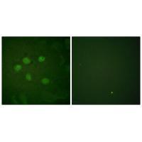 AOS1 Antibody