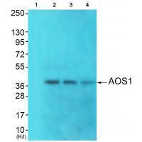 AOS1 Antibody