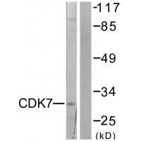 CDK7 Antibody